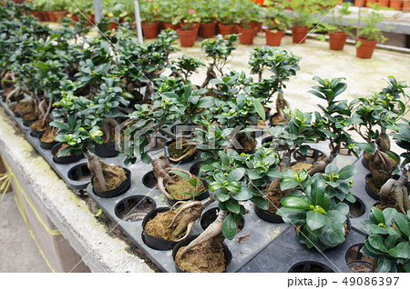 Ginseng planted in a small plastic pot  49086397