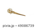 Eurasian woodcock (Scolopax rusticola), bird skull 49086739
