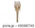 Eurasian woodcock (Scolopax rusticola), bird skull 49086740