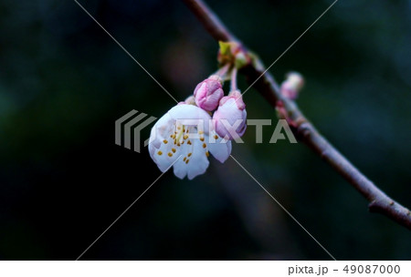 桜 49087000
