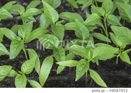 Many young plants of paper in nursery plastic tray. Seedlings of paper 49087053
