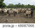 Cow, Brahman Race, Costa Rica  49087066
