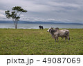 Cow, Brahman Race, Costa Rica  49087069