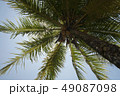 Coconut palm tree, Costa Rica 49087098