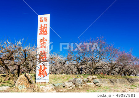 埼玉　越生梅林 49087981