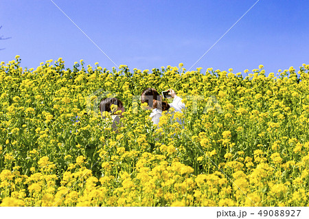 マザー牧場の春 菜の花 マザー牧場の春 菜の花 49088927