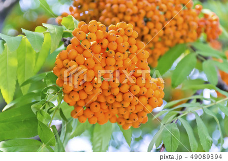 Rowanberry branch in summer day Rowanberry branch in summer day 49089394