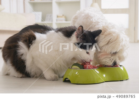 Dog and cat eating natural food from a bowl 49089765