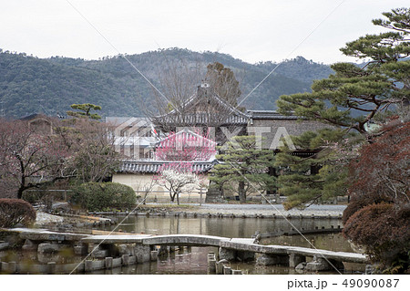 梅宮大社神苑、咲耶池のほとりに紅白梅 梅宮大社神苑、咲耶池のほとりに紅白梅 49090087