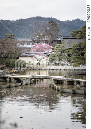 梅宮大社神苑、咲耶池のほとりに紅白梅 49090088