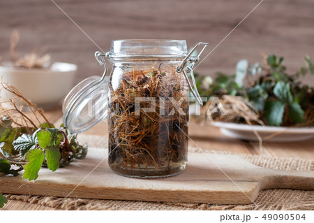 Preparation of Herb Bennet tincture  49090504