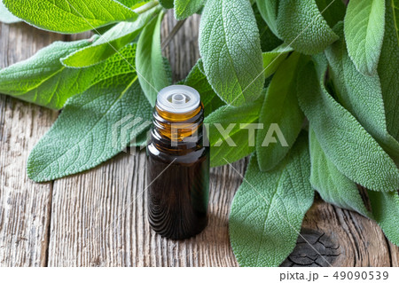A bottle of sage essential oil with fresh sage A bottle of sage essential oil with fresh sage 49090539