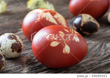 Easter eggs dyed with onion peels and quail eggs 49090561
