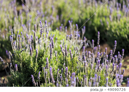 ラベンダー ラベンダー 49090726