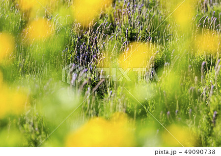 ラベンダー 49090738