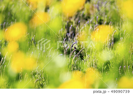 ラベンダー 49090739