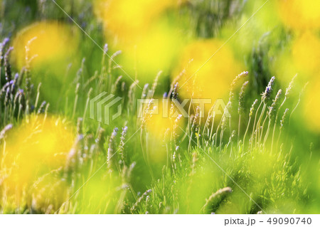 ラベンダー ラベンダー 49090740