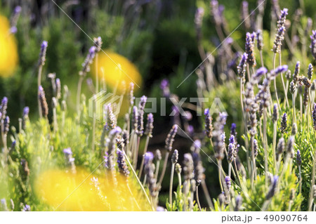 ラベンダー ラベンダー 49090764