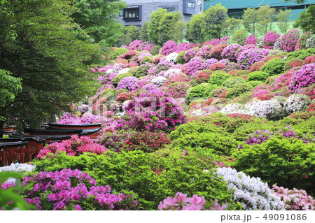 満開のツツジ 49091086
