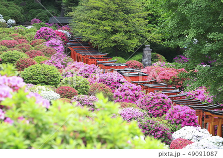 満開のツツジ 49091087