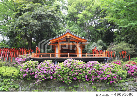 満開のツツジ 49091090