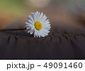 Daisy is first day of spring look like a moon. 49091460