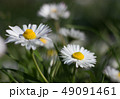 Daisy is first day of spring look like a moon. 49091461