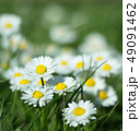 Daisy is first day of spring look like a moon. 49091462