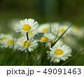 Daisy is first day of spring look like a moon. 49091463