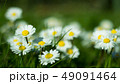 Daisy is first day of spring look like a moon. 49091464