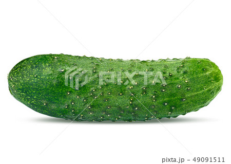 whole cucumber isolated whole cucumber isolated 49091511
