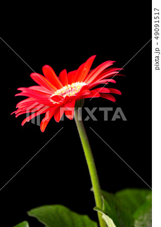red gerbera flower 49091517