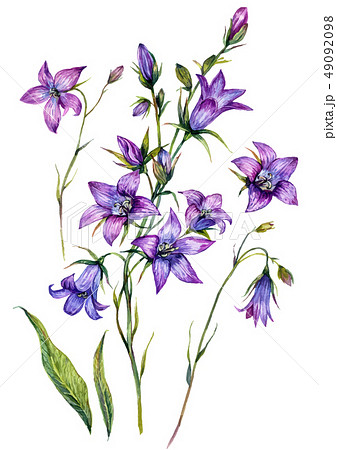 Watercolor Bluebell Botanical Illustration Setのイラスト素材