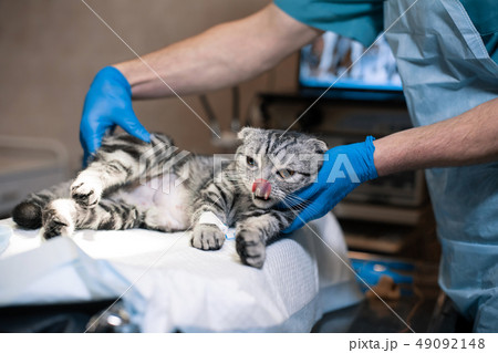 anesthesiologist prepares a cat for surgery. Pet 49092148