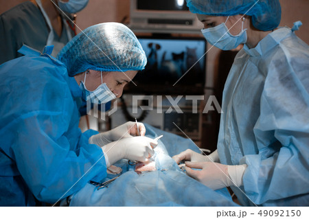 female surgeon make operation. Vet doing the 49092150