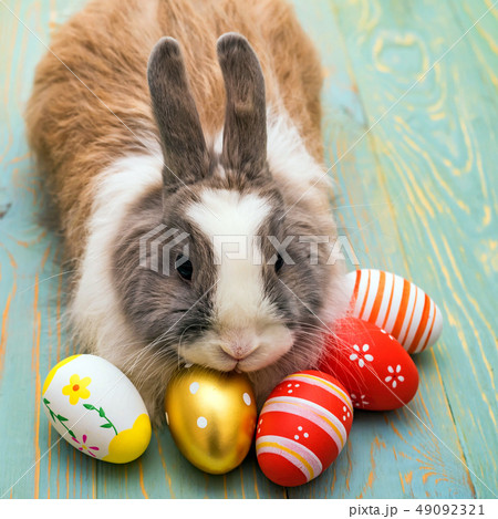 Cute fluffy rabbit and painted eggs, easter concept Cute fluffy rabbit and painted eggs, easter concept 49092321