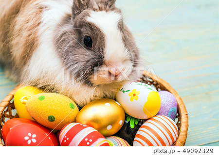 Cute fluffy rabbit and painted eggs, easter concept 49092329