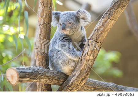 コアラの子ども 49093063