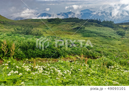栂海新道・アヤメ平の高山植物と犬ヶ岳への山並み 49093101