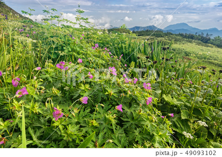栂海新道・アヤメ平の高山植物と犬ヶ岳への山並み 49093102