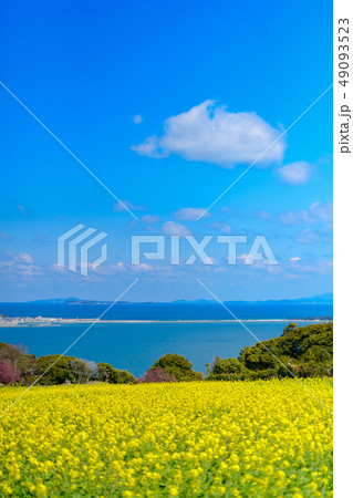 菜の花畑と博多湾 菜の花畑と博多湾 49093523