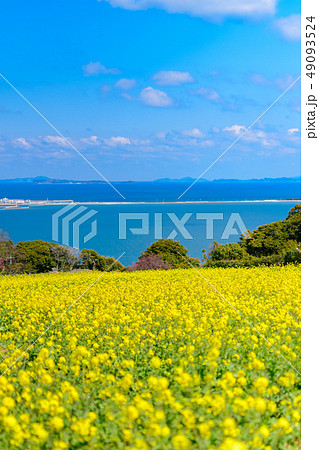 菜の花畑と博多湾 菜の花畑と博多湾 49093524