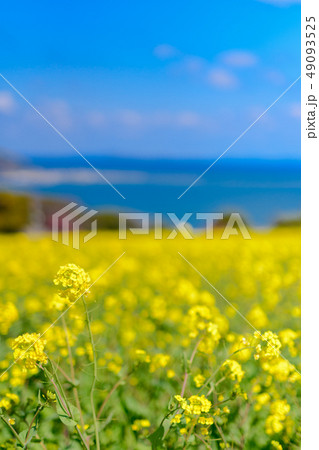菜の花畑と博多湾 菜の花畑と博多湾 49093525