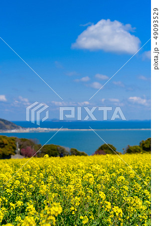 菜の花畑と博多湾 49093529