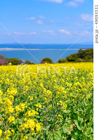 菜の花畑と博多湾 49093531