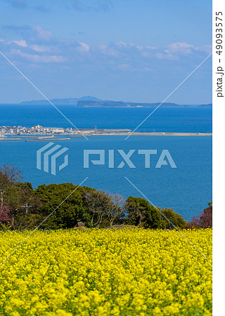 菜の花畑と博多湾 49093575