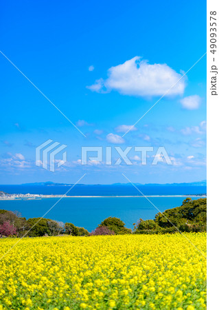 菜の花畑と博多湾 菜の花畑と博多湾 49093578