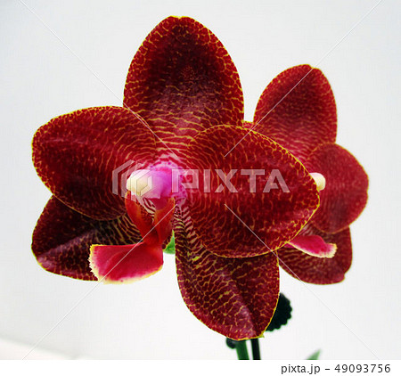 台中市 台中 旧跡 49093756