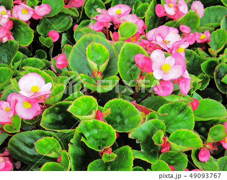 台中市 台中 旧跡 49093767