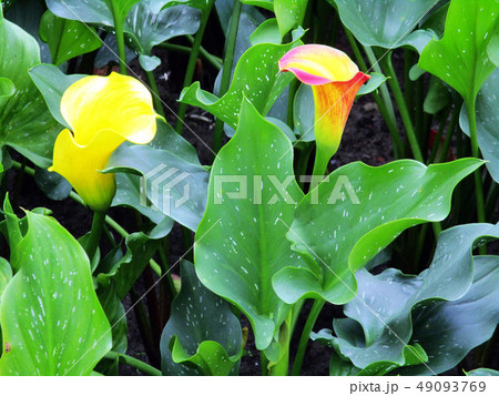 台中市 台中 旧跡 49093769